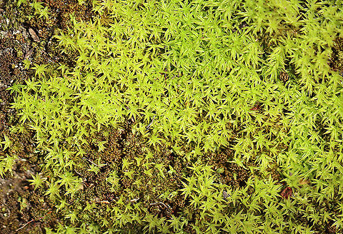 Star Moss - Syntrichia ruralis Habitat: Growing at the base of a tree in a deciduous forest. Geotagged,Spring,Syntrichia,Syntrichia ruralis,Tortula ruralis,United States,moss,star moss
