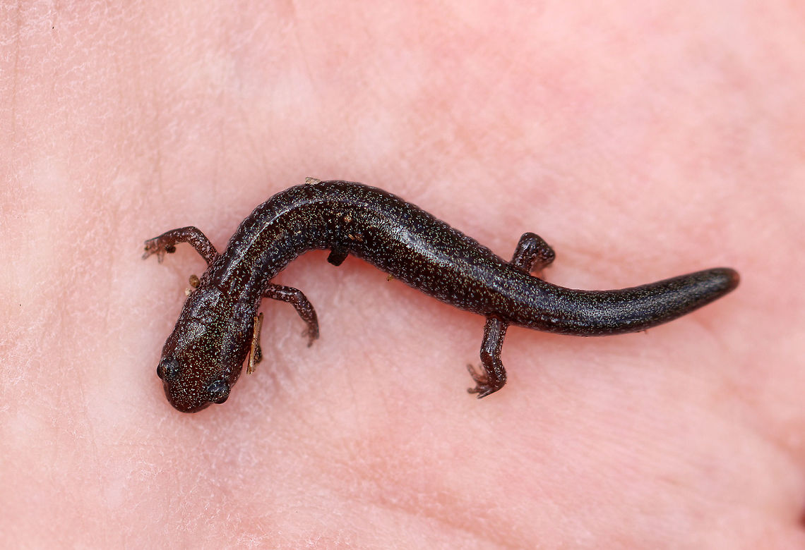 Lead-backed Salamander - Plethodon cinereus This salamander looks like it had lost its tail at some point, but it is growing back.<br />
<br />
Plethodon cinereus exhibits color polymorphism with two common color variations - the &#039;red-backed&#039; variety has a red dorsal stripe that tapers towards the tail and the &#039;lead-backed&#039; variety lacks most or all of the red pigmentation. This spotting shows the lead-backed variety.<br />
<br />
Habitat: Under rotting wood Geotagged,Plethodon,Plethodon cinereus,Red-backed salamander,Spring,United States,lead-backed salamander,salamander