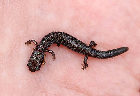 Lead-backed Salamander - Plethodon cinereus This salamander looks like it had lost its tail at some point, but it is growing back.

Plethodon cinereus exhibits color polymorphism with two common color variations - the 'red-backed' variety has a red dorsal stripe that tapers towards the tail and the 'lead-backed' variety lacks most or all of the red pigmentation. This spotting shows the lead-backed variety.

Habitat: Under rotting wood Geotagged,Plethodon,Plethodon cinereus,Red-backed salamander,Spring,United States,lead-backed salamander,salamander