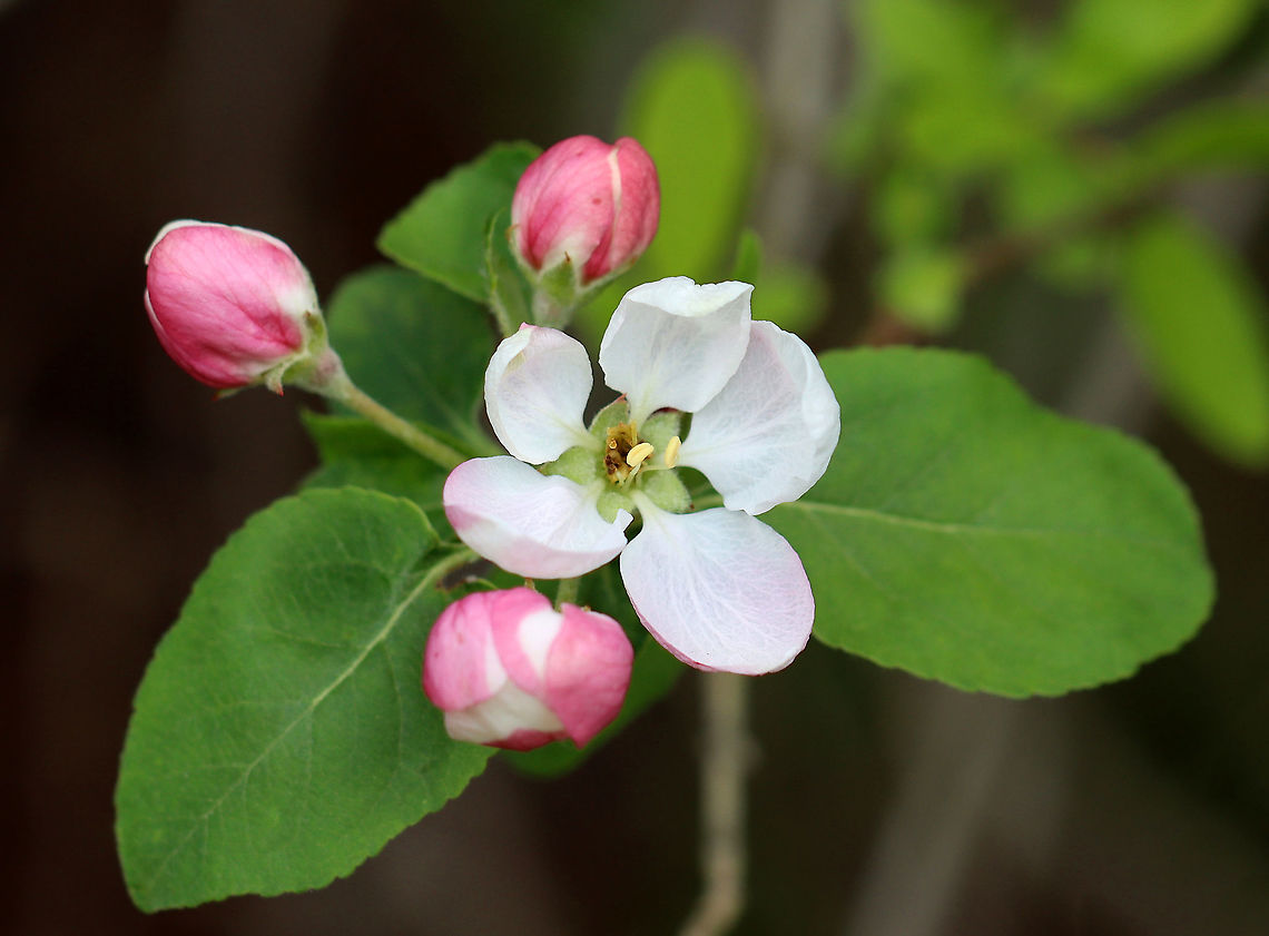 Crab Apple - Malus sp. Maybe Malus sargentii? I&#039;m not sure on the species ID yet...<br />
<br />
Habitat:  Growing out of some brush on the edge of a small stream. Meadow/forest edge Geotagged,Spring,United States,apple,crab apple,malus