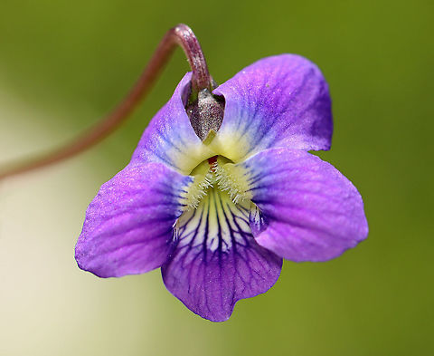 Wood Violet - Viola sororia Violets have flowers with five petals - four that are upswept or fan-shaped (two per side), and one petal that is a broad, lower petal, which points downward. Leaves are heart-shaped and scalloped.

Habitat: Growing along the edges of a deciduous forest Common Blue Violet,Geotagged,Spring,United States,Viola sororia,viola,violet,wood violet