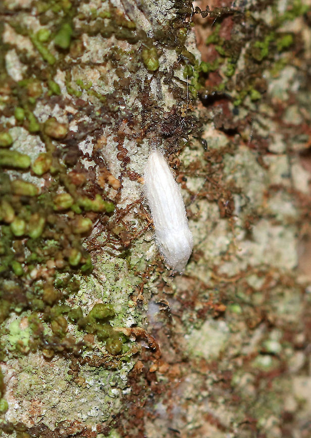 Braconid Wasp Cocoon? This cocoon was only about 3-5 mm long. I think it might be the cocoon of a wasp as they sometimes pupate on trees.<br />
<br />
Habitat: Hardwood tree Fall,Geotagged,United States,braconid wasp cocoon,cocoon,parasitoid