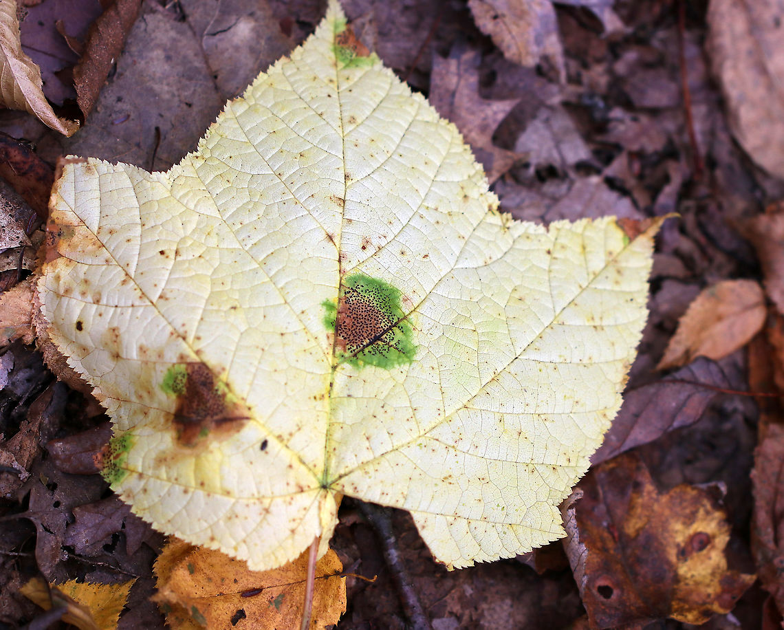 Rhytisma punctatum on Moose maple (Acer pensylvanicum) This fungus causes speckled tar spots on maple leaves.<br />
<br />
Habitat: Deciduous forest<br />
<figure class="photo"><a href="https://www.jungledragon.com/image/93882/rhytisma_punctatum_on_moose_maple_acer_pensylvanicum.html" title="Rhytisma punctatum on Moose maple (Acer pensylvanicum)"><img src="https://s3.amazonaws.com/media.jungledragon.com/images/3232/93882_thumb.jpg?AWSAccessKeyId=05GMT0V3GWVNE7GGM1R2&Expires=1767225610&Signature=M4CpsubNQojwrtg5%2BccgXnr2FTA%3D" width="200" height="156" alt="Rhytisma punctatum on Moose maple (Acer pensylvanicum) This fungus causes speckled tar spots on maple leaves.<br />
<br />
Habitat: Deciduous forest<br />
https://www.jungledragon.com/image/93881/rhytisma_punctatum_on_moose_maple_acer_pensylvanicum.html Fall,Geotagged,Rhytisma punctatum,United States" /></a></figure> Acer,Fall,Geotagged,Rhytisma,Rhytisma punctatum,United States,moose maple,tar spots