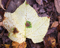 Rhytisma punctatum on Moose maple (Acer pensylvanicum) This fungus causes speckled tar spots on maple leaves.<br />
<br />
Habitat: Deciduous forest<br />
https://www.jungledragon.com/image/93882/rhytisma_punctatum_on_moose_maple_acer_pensylvanicum.html Acer,Fall,Geotagged,Rhytisma,Rhytisma punctatum,United States,moose maple,tar spots