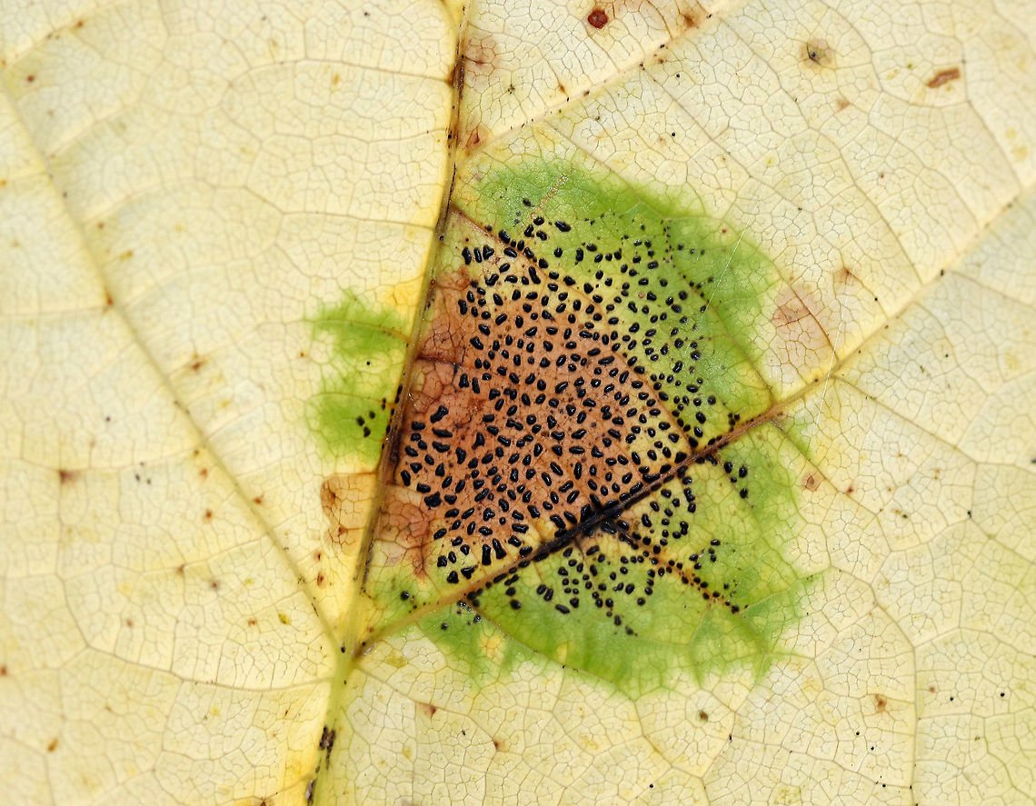 Rhytisma punctatum on Moose maple (Acer pensylvanicum) This fungus causes speckled tar spots on maple leaves.<br />
<br />
Habitat: Deciduous forest<br />
<figure class="photo"><a href="https://www.jungledragon.com/image/93881/rhytisma_punctatum_on_moose_maple_acer_pensylvanicum.html" title="Rhytisma punctatum on Moose maple (Acer pensylvanicum)"><img src="https://s3.amazonaws.com/media.jungledragon.com/images/3232/93881_thumb.jpg?AWSAccessKeyId=05GMT0V3GWVNE7GGM1R2&Expires=1759968010&Signature=UI1d7dYqYOm%2FX7l7F43cuACTjWs%3D" width="200" height="162" alt="Rhytisma punctatum on Moose maple (Acer pensylvanicum) This fungus causes speckled tar spots on maple leaves.<br />
<br />
Habitat: Deciduous forest<br />
https://www.jungledragon.com/image/93882/rhytisma_punctatum_on_moose_maple_acer_pensylvanicum.html Acer,Fall,Geotagged,Rhytisma,Rhytisma punctatum,United States,moose maple,tar spots" /></a></figure> Fall,Geotagged,Rhytisma punctatum,United States