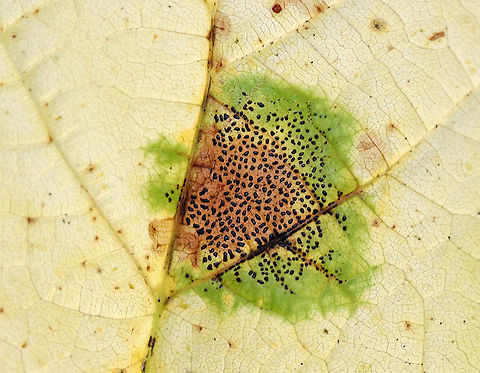 Rhytisma punctatum on Moose maple (Acer pensylvanicum) This fungus causes speckled tar spots on maple leaves.

Habitat: Deciduous forest
https://www.jungledragon.com/image/93881/rhytisma_punctatum_on_moose_maple_acer_pensylvanicum.html Fall,Geotagged,Rhytisma punctatum,United States