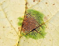 Rhytisma punctatum on Moose maple (Acer pensylvanicum) This fungus causes speckled tar spots on maple leaves.<br />
<br />
Habitat: Deciduous forest<br />
https://www.jungledragon.com/image/93881/rhytisma_punctatum_on_moose_maple_acer_pensylvanicum.html Fall,Geotagged,Rhytisma punctatum,United States