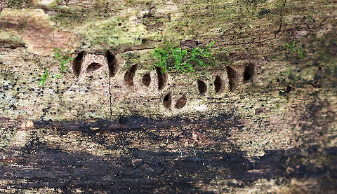 Wood-boring Beetle Holes Crescent-shaped holes in rotting wood. Some had little piles of sawdust in the opening. Maybe made by a buprestid beetle.

Habitat: Mixed forest Buprestidae,Fall,Geotagged,United States,beetle,signs of wildlife,wood-boring beetle holes