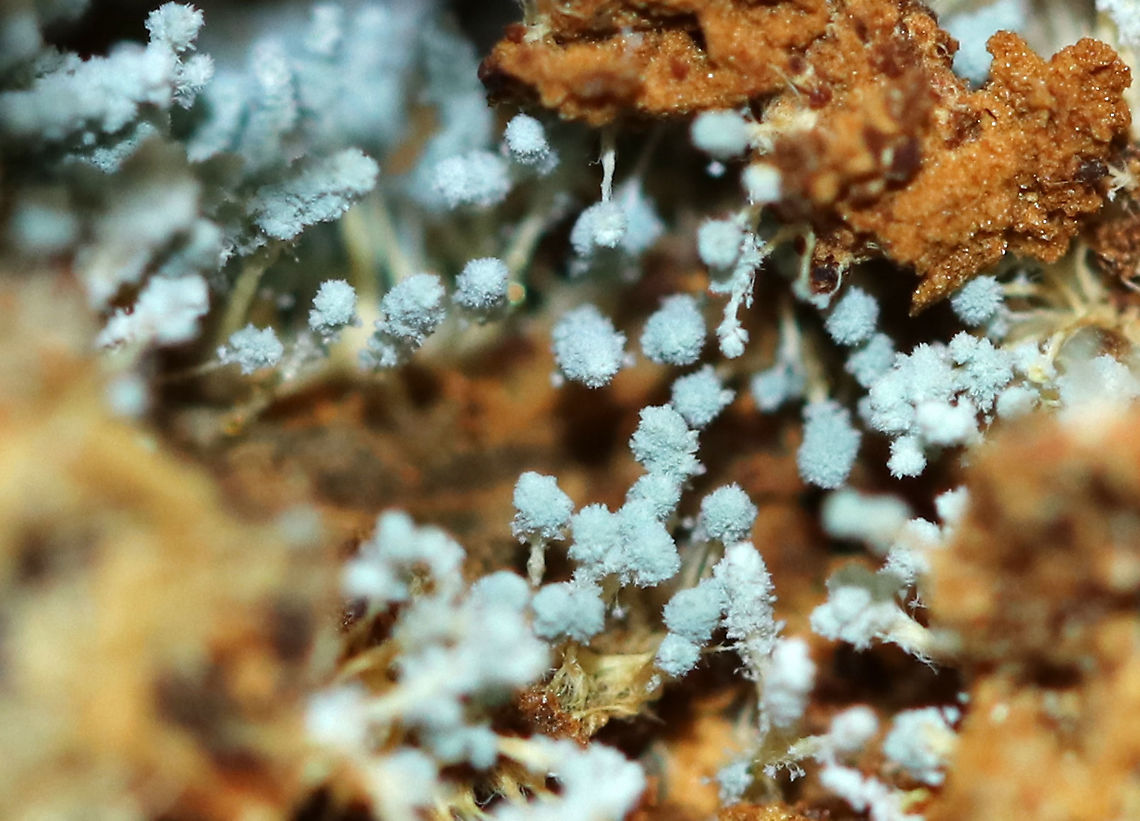 Penicillium sp. This Penicillium was growing inside a rotting acorn! I'm not sure of the species, maybe Penicillium expansum?<br />
<br />
**Some members of the genus produce penicillin, which is used as an antibiotic.<br />
<br />
Habitat: Mixed forest<br />
<figure class="photo"><a href="https://www.jungledragon.com/image/93885/penicillium_sp.html" title="Penicillium sp."><img src="https://s3.amazonaws.com/media.jungledragon.com/images/3232/93885_thumb.jpg?AWSAccessKeyId=05GMT0V3GWVNE7GGM1R2&Expires=1769040010&Signature=At8MqweBc3EzIb92AiVEbLgQvKg%3D" width="200" height="142" alt="Penicillium sp. This Penicillium was growing inside a rotting acorn! I'm not sure of the species, maybe Penicillium expansum?<br />
<br />
**Some members of the genus produce penicillin, which is used as an antibiotic.<br />
<br />
Habitat: Mixed forest<br />
https://www.jungledragon.com/image/93884/penicillium_sp.html Fall,Geotagged,United States" /></a></figure> Fall,Geotagged,Penicillium,United States,fungus