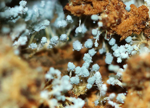 Penicillium sp. This Penicillium was growing inside a rotting acorn! I'm not sure of the species, maybe Penicillium expansum?

**Some members of the genus produce penicillin, which is used as an antibiotic.

Habitat: Mixed forest
https://www.jungledragon.com/image/93885/penicillium_sp.html Fall,Geotagged,Penicillium,United States,fungus