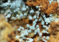 Penicillium sp. This Penicillium was growing inside a rotting acorn! I'm not sure of the species, maybe Penicillium expansum?<br />
<br />
**Some members of the genus produce penicillin, which is used as an antibiotic.<br />
<br />
Habitat: Mixed forest<br />
https://www.jungledragon.com/image/93885/penicillium_sp.html Fall,Geotagged,Penicillium,United States,fungus