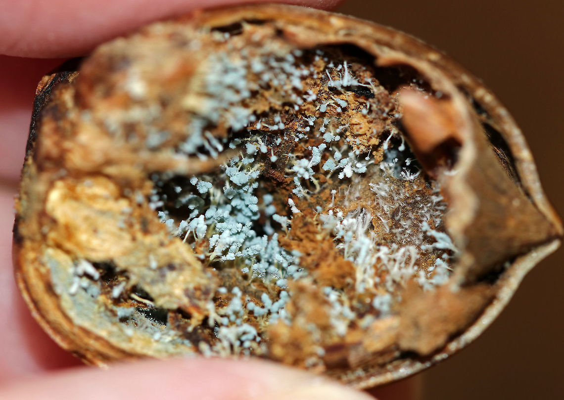 Penicillium sp. This Penicillium was growing inside a rotting acorn! I'm not sure of the species, maybe Penicillium expansum?<br />
<br />
**Some members of the genus produce penicillin, which is used as an antibiotic.<br />
<br />
Habitat: Mixed forest<br />
<figure class="photo"><a href="https://www.jungledragon.com/image/93884/penicillium_sp.html" title="Penicillium sp."><img src="https://s3.amazonaws.com/media.jungledragon.com/images/3232/93884_thumb.jpg?AWSAccessKeyId=05GMT0V3GWVNE7GGM1R2&Expires=1769040010&Signature=aDlH4Nc1kc8xwxumzRT8wM7b4z8%3D" width="200" height="146" alt="Penicillium sp. This Penicillium was growing inside a rotting acorn! I'm not sure of the species, maybe Penicillium expansum?<br />
<br />
**Some members of the genus produce penicillin, which is used as an antibiotic.<br />
<br />
Habitat: Mixed forest<br />
https://www.jungledragon.com/image/93885/penicillium_sp.html Fall,Geotagged,Penicillium,United States,fungus" /></a></figure> Fall,Geotagged,United States