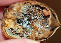 Penicillium sp. This Penicillium was growing inside a rotting acorn! I'm not sure of the species, maybe Penicillium expansum?<br />
<br />
**Some members of the genus produce penicillin, which is used as an antibiotic.<br />
<br />
Habitat: Mixed forest<br />
https://www.jungledragon.com/image/93884/penicillium_sp.html Fall,Geotagged,United States