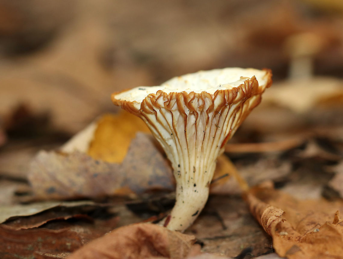 Cantharellus sp. Habitat: Deciduous forest Cantharellus,Fall,Geotagged,United States,fungus,mushroom