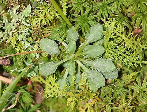 Spring Draba Basal Leaves - Draba verna Habitat: Spotted in moss along the edge of a pond.  Draba,Draba verna,Fall,Geotagged,Spring draba,United States