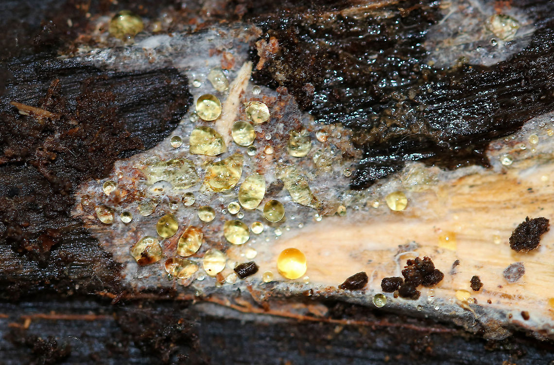 Fungal Mycelium with Guttation - Mycelia sterilia Mycelia sterilia is a group of sterile fungi that don't produce any spores - sexual or asexual. It's not a taxonomic division, and is just a convenient classification.<br />
<br />
Habitat: Rotting wood Fall,Geotagged,United States,fungus,guttation,mycelia,mycelium