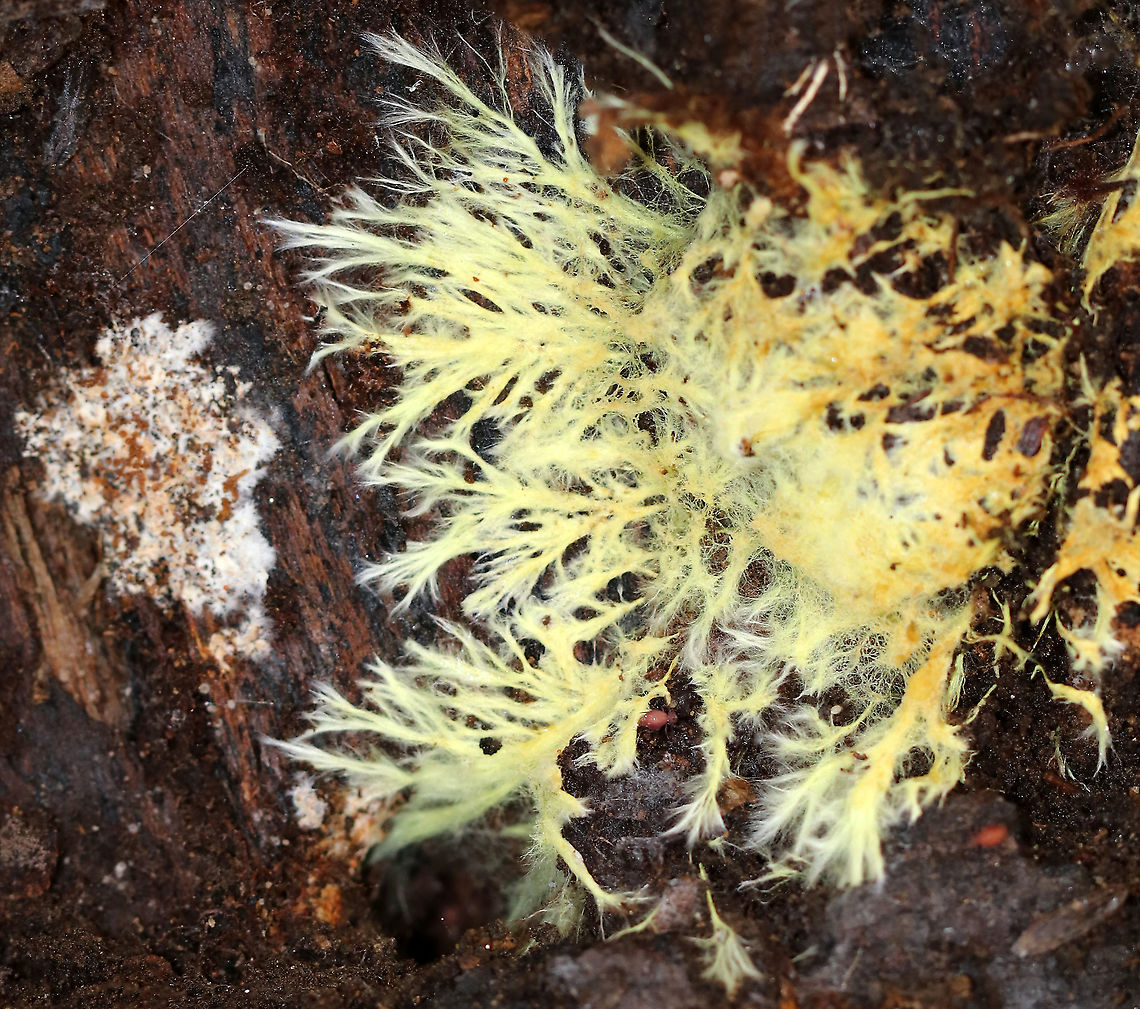 Xenasmatella vaga Habitat: Rotting wood Fall,Geotagged,United States,Xenasmatella vaga,fungus,mycelium
