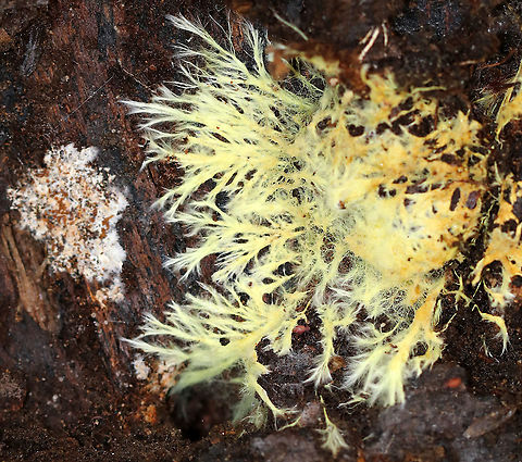 Xenasmatella vaga Habitat: Rotting wood Fall,Geotagged,United States,Xenasmatella vaga,fungus,mycelium