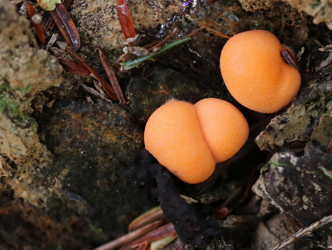 Wolf's Milk - Lycogala epidendrum Habitat: Rotten wood<br />
<figure class="photo"><a href="https://www.jungledragon.com/image/93910/wolfs_milk_-_lycogala_epidendrum.html" title="Wolf&#039;s Milk - Lycogala epidendrum"><img src="https://s3.amazonaws.com/media.jungledragon.com/images/3232/93910_thumb.jpg?AWSAccessKeyId=05GMT0V3GWVNE7GGM1R2&Expires=1763596810&Signature=4EeoiWr2L2iKPh1yA8XRfL0iuqg%3D" width="200" height="134" alt="Wolf&#039;s Milk - Lycogala epidendrum *squished*<br />
<br />
Habitat: Rotten wood<br />
https://www.jungledragon.com/image/93909/wolfs_milk_-_lycogala_epidendrum.html Fall,Geotagged,Lycogala epidendrum,United States,Wolf&#039;s milk" /></a></figure> Fall,Geotagged,Lycogala epidendrum,United States,Wolf's milk,slime mold