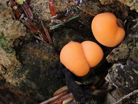 Wolf's Milk - Lycogala epidendrum Habitat: Rotten wood
https://www.jungledragon.com/image/93910/wolfs_milk_-_lycogala_epidendrum.html Fall,Geotagged,Lycogala epidendrum,United States,Wolf's milk,slime mold
