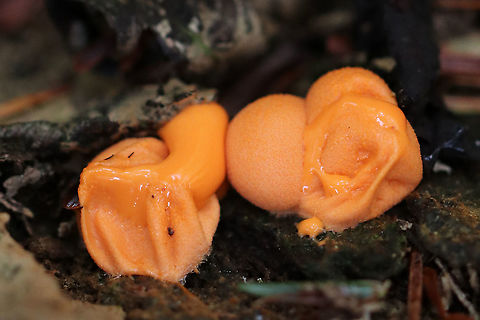 Wolf's Milk - Lycogala epidendrum *squished*

Habitat: Rotten wood
https://www.jungledragon.com/image/93909/wolfs_milk_-_lycogala_epidendrum.html Fall,Geotagged,Lycogala epidendrum,United States,Wolf's milk