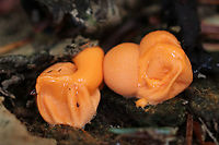 Wolf's Milk - Lycogala epidendrum *squished*<br />
<br />
Habitat: Rotten wood<br />
https://www.jungledragon.com/image/93909/wolfs_milk_-_lycogala_epidendrum.html Fall,Geotagged,Lycogala epidendrum,United States,Wolf's milk