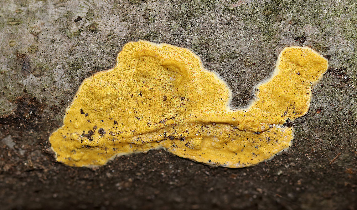 Hypocrea sulphurea Bright yellow, irregularly shaped fungus growing on a fallen tree. It had dark spots called ostioles, which are the exit holes for spores.<br />
<br />
Habitat: Rotting wood Fall,Geotagged,Hypocrea,Hypocrea sulphurea,United States,fungus