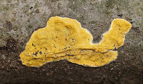 Hypocrea sulphurea Bright yellow, irregularly shaped fungus growing on a fallen tree. It had dark spots called ostioles, which are the exit holes for spores.

Habitat: Rotting wood Fall,Geotagged,Hypocrea,Hypocrea sulphurea,United States,fungus