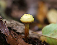 Flammula alnicola Habitat: Deciduous forest<br />
https://www.jungledragon.com/image/93920/flammula_alnicola.html Fall,Flammula,Flammula Alnicola,Flammula alnicola,Geotagged,United States,mushroom