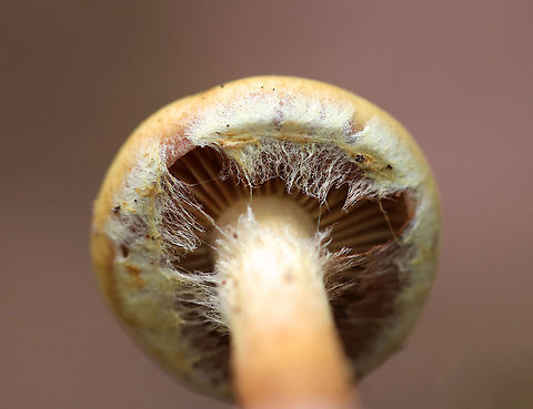 Flammula alnicola Habitat: Deciduous forest
https://www.jungledragon.com/image/93919/flammula_alnicola.html Fall,Flammula Alnicola,Flammula alnicola,Geotagged,United States