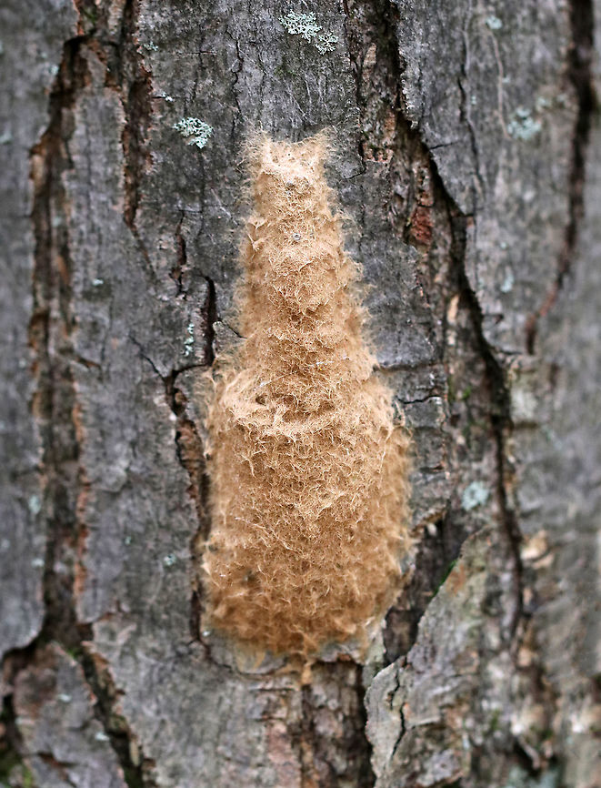 Gypsy Moth Egg Mass - Lymantria dispar Habitat: On a tree in a mixed forest Fall,Geotagged,Gypsy moth,Lymantria dispar,United States,egg mass,eggs,moth eggs