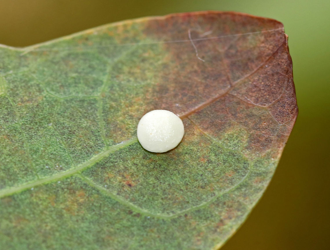 Insect Egg or Pupa on Leaf It might be too be for an egg.<br />
<br />
Habitat: Rural garden bordering deciduous forest Cocoon,Fall,Geotagged,United States,egg,insect egg,pupa