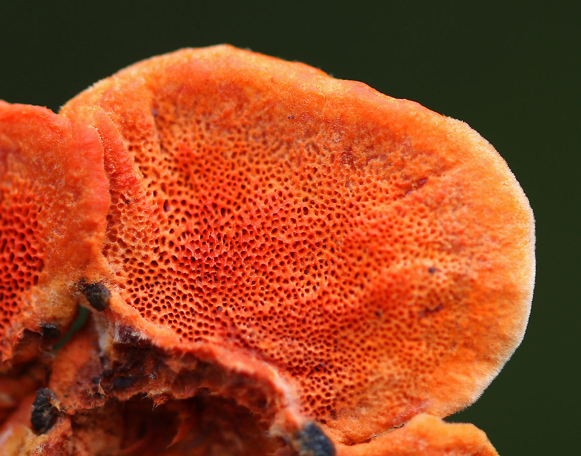 Cinnabar Polypore - Trametes cinnabarina Bright orange polypore with tough, orange flesh. Stem was absent. The pores were bright orange with 2-4 round/angular pores per mm.<br />
<br />
Growing on a felled tree (hardwood) in a deciduous forest Cinnabar-red Polypore,Fall,Geotagged,Trametes,Trametes cinnabarina,United States,polypore