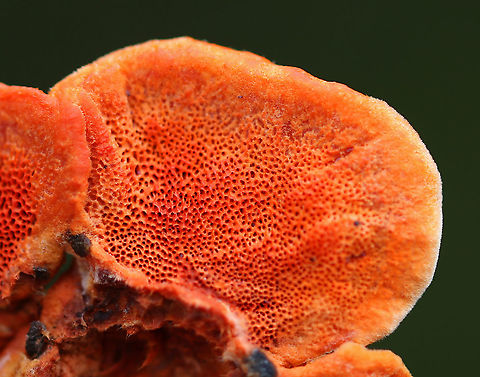 Cinnabar Polypore - Trametes cinnabarina Bright orange polypore with tough, orange flesh. Stem was absent. The pores were bright orange with 2-4 round/angular pores per mm.

Growing on a felled tree (hardwood) in a deciduous forest Cinnabar-red Polypore,Fall,Geotagged,Trametes,Trametes cinnabarina,United States,polypore