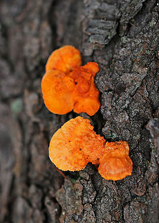 Cinnabar Polypore - Trametes cinnabarina Bright orange polypore with tough, orange flesh. Stem was absent. The pores were bright orange with 2-4 round/angular pores per mm.

Growing on a felled tree (hardwood) in a deciduous forest Cinnabar-red Polypore,Fall,Geotagged,Trametes cinnabarina,United States