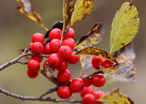 Winterberry - Ilex verticillata Shrub with a whorled arrangement of red fruits around the stem. The fruit persists throughout the winter.

Habitat: Edge of a pond.

Notes: The berries are an important food source for many birds, including the American Robin (Turdus migratorius). Fall,Geotagged,Ilex,Ilex verticillata,United States,Winterberry