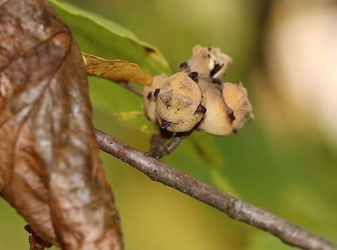American Witch-hazel Fruits- Hamamelis virginiana These are the fruits/seed pods of witch hazel. They stay on the branches for an entire year (since the flowers were pollinated). They eventually pop in the autumn, scattering two seeds up to 45 feet away. The seeds will remain on the ground for a couple years before germinating. The popping fruits are actually audible!

Habitat: Deciduous forest American witch-hazel,Fall,Geotagged,Hamamelis virginiana,United States,fruit,seed,seed pod,witch hazel fruit