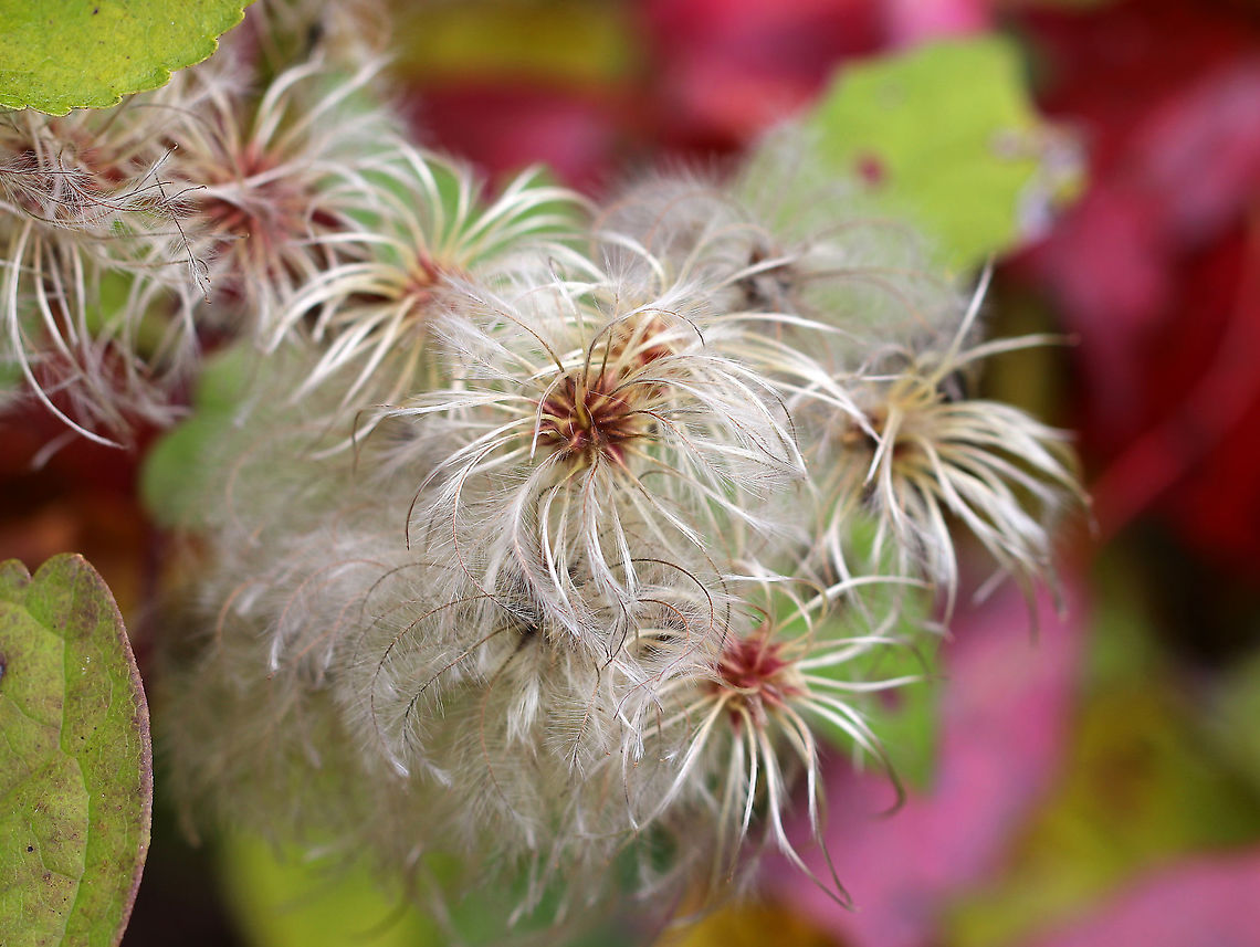 Virgin's Bower Seeds/Achenes - Clematis virginiana These are the dry fruits, which are achenes with silvery, feathery plumes. It easily escapes cultivation.<br />
<br />
Habitat: Rural garden Clematis,Clematis virginiana,Devil's Darning Needles,Devil's hair,Fall,Geotagged,Old Man's Beard,United States,Virgin's Bower,achenes,love vine,seeds