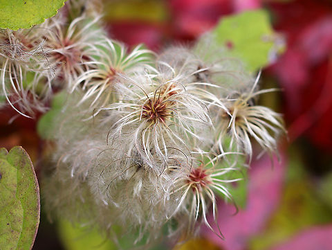 Virgin's Bower Seeds/Achenes - Clematis virginiana These are the dry fruits, which are achenes with silvery, feathery plumes. It easily escapes cultivation.

Habitat: Rural garden Clematis,Clematis virginiana,Devil's Darning Needles,Devil's hair,Fall,Geotagged,Old Man's Beard,United States,Virgin's Bower,achenes,love vine,seeds