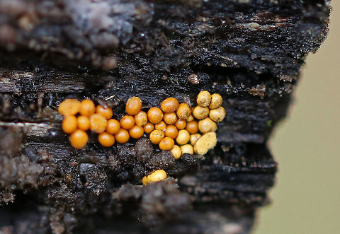 Yellow Fuzz Cone Slime - Hemitrichia clavata This slime mold grows on this same piece of rotting wood all year. 

Habitat: Swamp Fall,Geotagged,Hemitrichia,Hemitrichia clavata,United States,Yellow Fuzz Cone Slime,slime mold