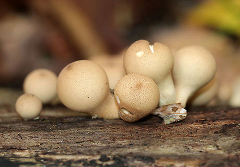 Pear-shaped Puffball -  Lycoperdon pyriforme Habitat: Rotting wood
https://www.jungledragon.com/image/93939/pear-shaped_puffball_-_lycoperdon_pyriforme.html Apioperdon pyriforme,Fall,Geotagged,Lycoperdon,Pear-shaped puffball,United States,puffball
