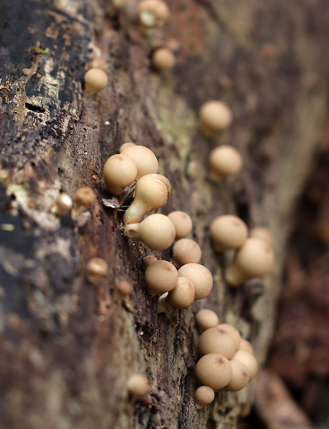 Pear-shaped Puffball - Lycoperdon pyriforme Habitat: Rotting wood<br />
<figure class="photo"><a href="https://www.jungledragon.com/image/93938/pear-shaped_puffball_-_lycoperdon_pyriforme.html" title="Pear-shaped Puffball -  Lycoperdon pyriforme"><img src="https://s3.amazonaws.com/media.jungledragon.com/images/3232/93938_thumb.jpg?AWSAccessKeyId=05GMT0V3GWVNE7GGM1R2&Expires=1759968010&Signature=DZrOIZs0lHOt%2FMH5Sy%2FLMXK15Qs%3D" width="200" height="140" alt="Pear-shaped Puffball -  Lycoperdon pyriforme Habitat: Rotting wood<br />
https://www.jungledragon.com/image/93939/pear-shaped_puffball_-_lycoperdon_pyriforme.html Apioperdon pyriforme,Fall,Geotagged,Lycoperdon,Pear-shaped puffball,United States,puffball" /></a></figure> Fall,Geotagged,Lycoperdon pyriforme,Pear-shaped Puffball,United States