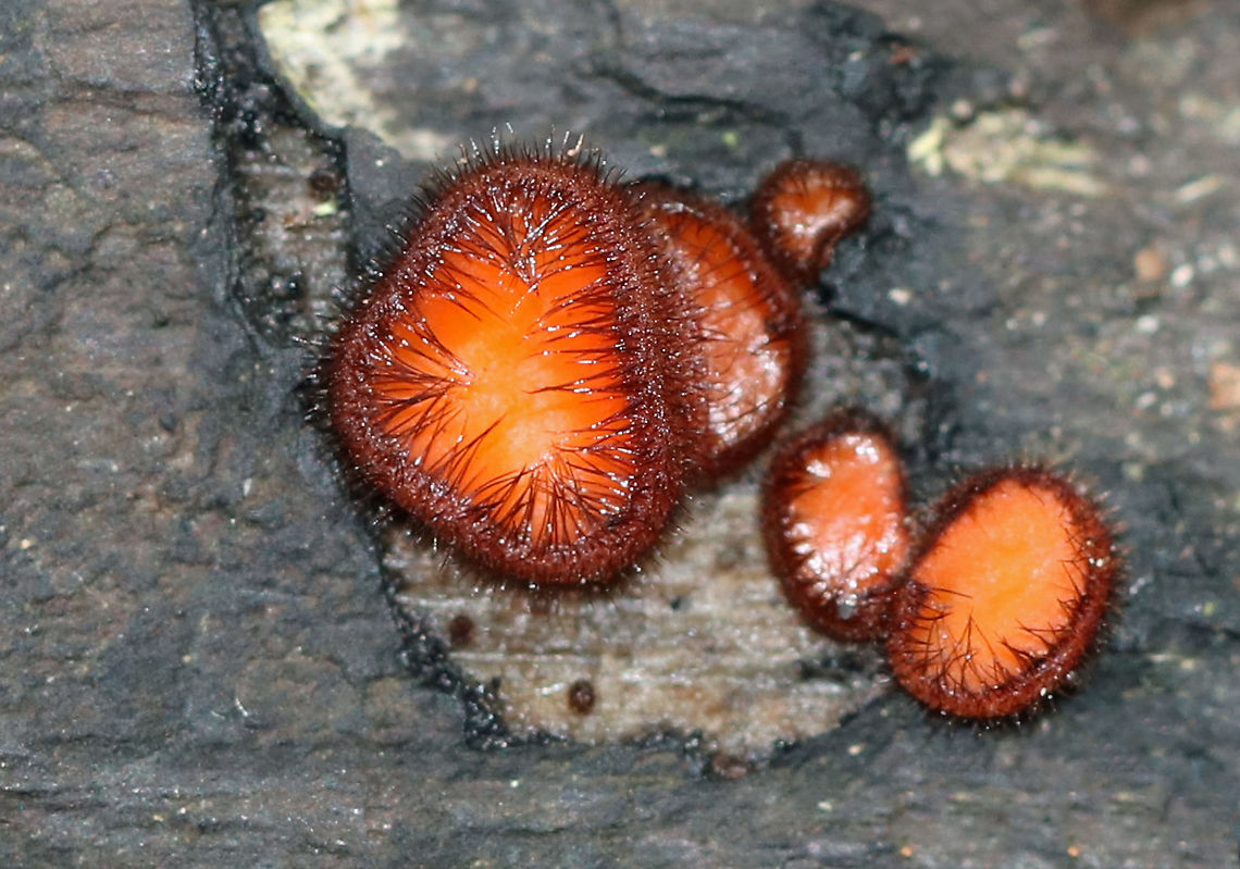 Eyelash Cup - Scutellinia scutellata Tiny, stalkless, orange cup fungi. The largest was almost 2-3 mm. The outer edges of the fruiting bodies were covered with a fringe of long, dark hairs that resemble eyelashes.<br />
<br />
Habitat: Rotting wood Eyelash cup,Fall,Geotagged,Molly Eye-winker,Scutellinia,Scutellinia scutellata,United States,fungus