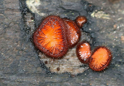 Eyelash Cup - Scutellinia scutellata Tiny, stalkless, orange cup fungi. The largest was almost 2-3 mm. The outer edges of the fruiting bodies were covered with a fringe of long, dark hairs that resemble eyelashes.

Habitat: Rotting wood Eyelash cup,Fall,Geotagged,Molly Eye-winker,Scutellinia,Scutellinia scutellata,United States,fungus