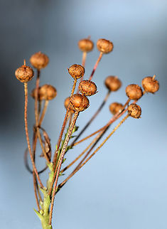 Mountain Laurel Seed Pods - Kalmia latifolia Habitat: Meadow Fall,Geotagged,Kalmia latifolia,Mountain-laurel,United States,dried plant,plant,seeds