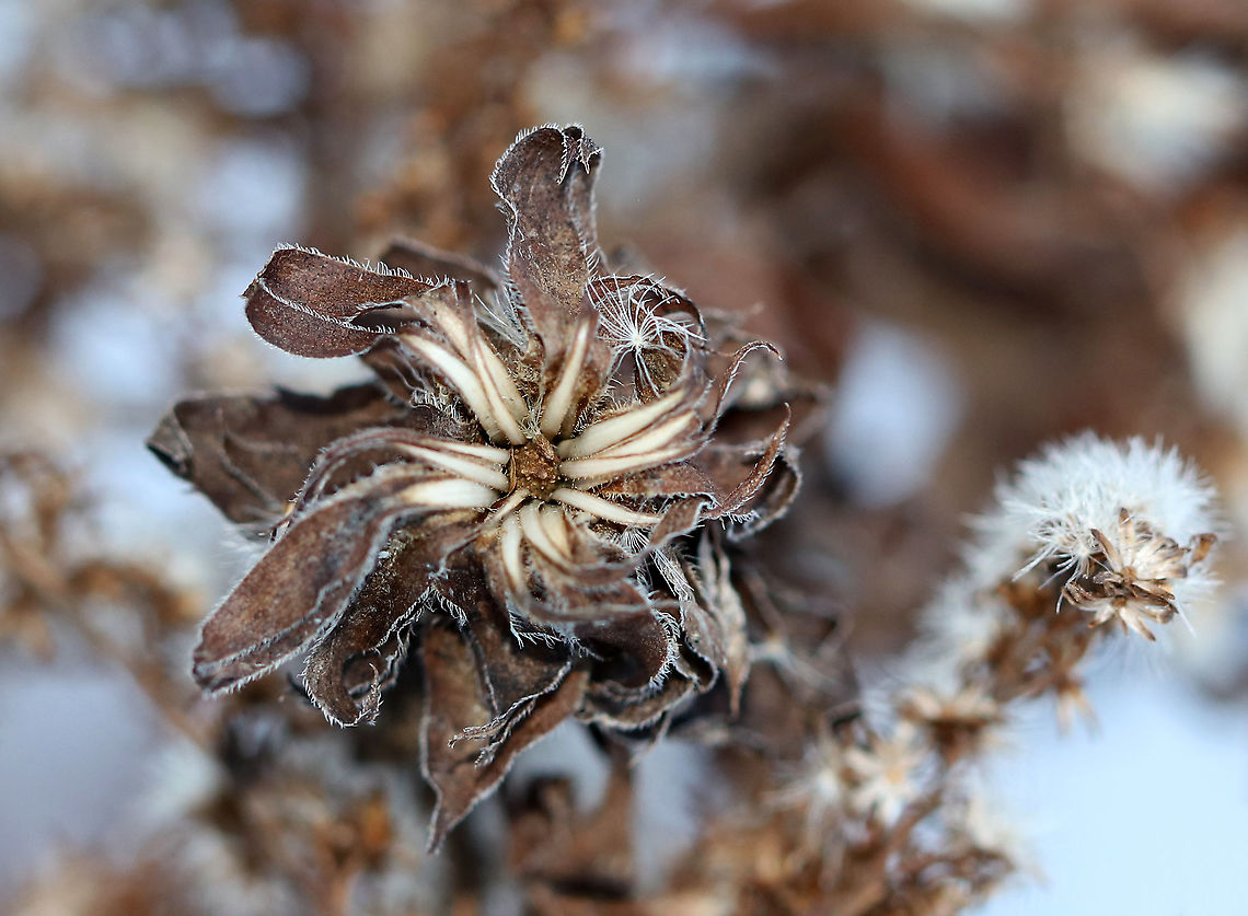 Goldenrod Bunch Gall - Rhopalomyia solidaginis Here&#039;s what the gall looks like in winter...<br />
<br />
Habitat: On goldenrod in a meadow Fall,Geotagged,Goldenrod bunch gall,Rhopalomyia solidaginis,United States,gall