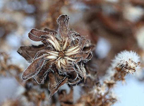 Goldenrod Bunch Gall - Rhopalomyia solidaginis Here's what the gall looks like in winter...

Habitat: On goldenrod in a meadow Fall,Geotagged,Goldenrod bunch gall,Rhopalomyia solidaginis,United States,gall