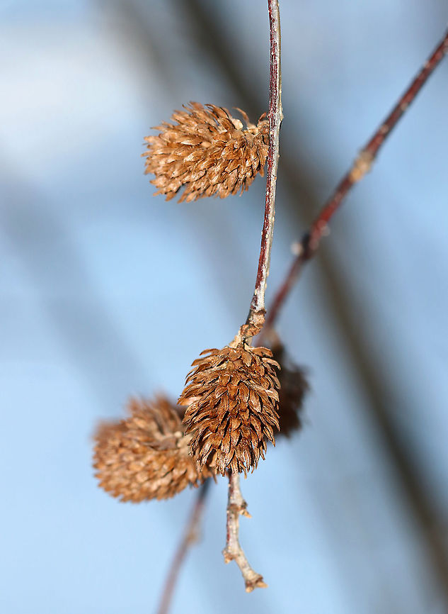 Yellow Birch Catkin - Betula alleghaniensis Cone-like catkins with many hairy scales containing 2-winged nutlets. They mature in autumn and disperse in winter. <br />
<br />
Fun fact: The twigs smell like wintergreen when scraped or broken. Also, birch can be tapped for sap to make syrup. It isn&#039;t as sweet as maple syrup and has a stronger flavor.<br />
<br />
Habitat: Meadow/wetland edge Betula alleghaniensis,Fall,Geotagged,United States,Yellow birch,birch,birch cone,catkin,cone,seeds