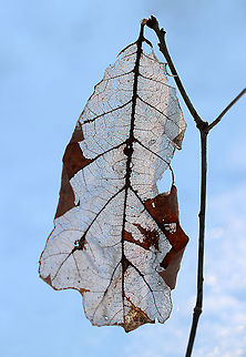 Skeletonized Oak Leaf - Quercus sp. I love finding skeletonized leaves. This one was still attached to the twig. It had some galls on it, but I think the skeleonization was probably caused by weather.

Habitat: Meadow/wetland edge Fall,Geotagged,Quercus,United States,oak,skeletonized leaf