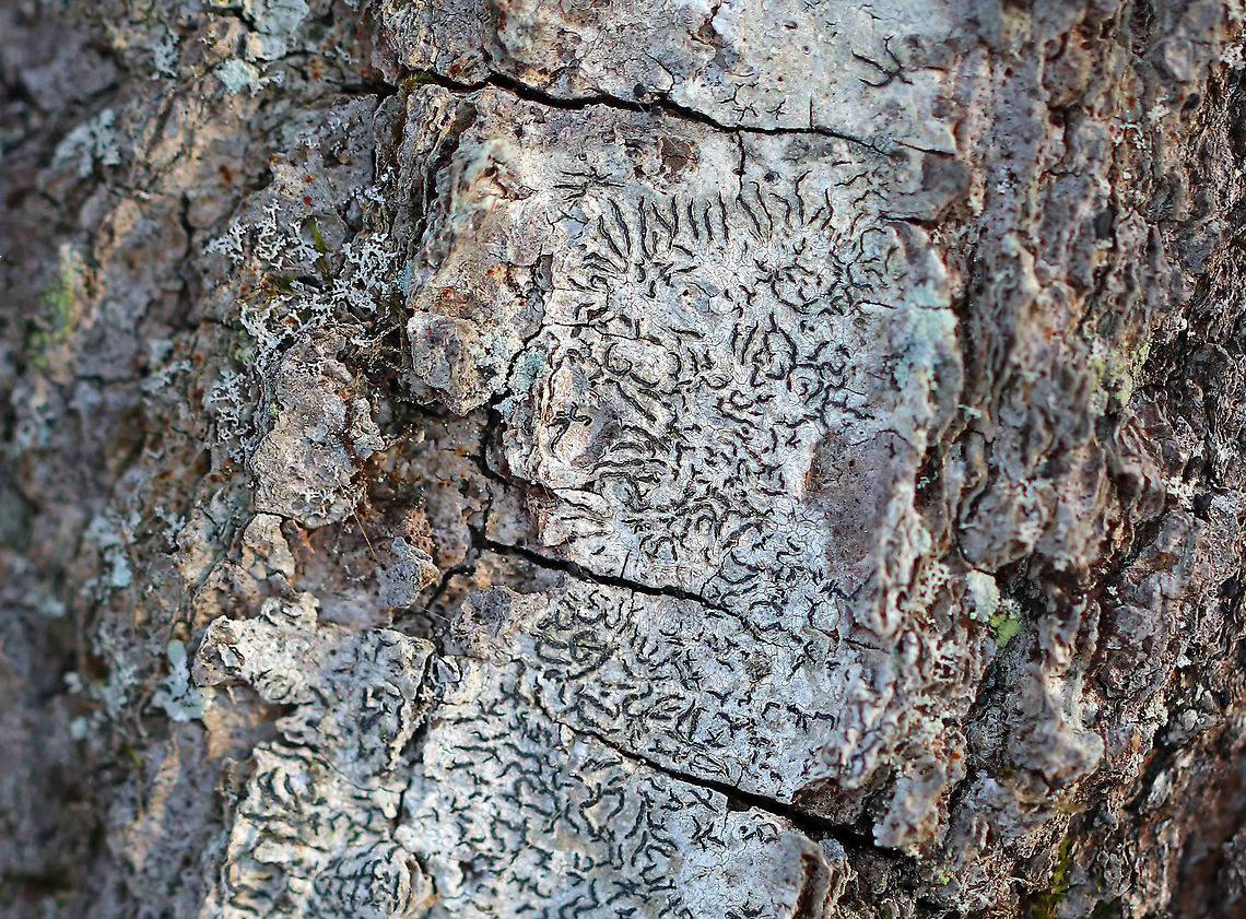 Script Lichen - Graphis scripta Habitat: Hardwood tree Fall,Geotagged,Graphis scripta,United States. lichen